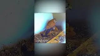 Голубь отомстил соколу за разорённое гнездо.