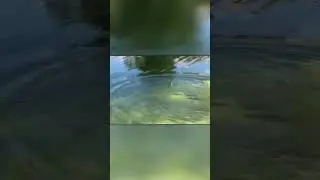 Окунь Украл Утенка