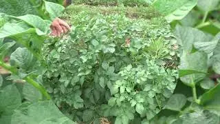 Картофель сорта Ла-Страда: от посылки, до сбора урожая.