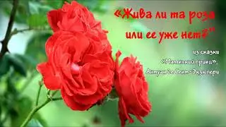 Из дневника девушки