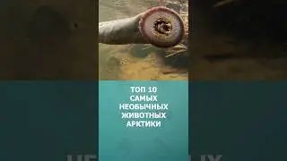 Топ 10 самых необычных животных Арктики 