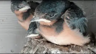Baby Barn Swallows:  Day 17 - Live Stream 赤ちゃんの納屋のツバメ