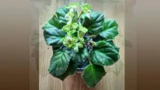 Бедная фиалочка почтой ❁ Emerald Love изумрудная любовь МАМЕ