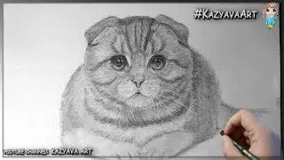 Как нарисовать Шотландскую вислоухую кошку карандашом. Мастер-класс. Часть 1