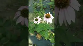Вот такие цветы  🙀  #новая  #новинка