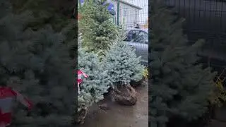 елка голубая 