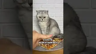 Как правильно наказать кошку 
