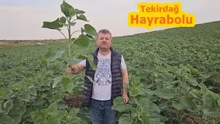 Tekirdağ Hayrabolu - Ayçiçeği Sıvı Yaprak Gübresi - Kıraçta Yağlık Ayçekirdeği Yetiştiriciliği