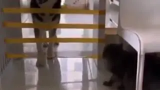 Я не ленивый, я умный