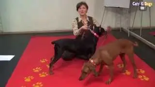 Cats&DogsTV - УДИВИТЕЛЬНЫЙ МИР СОБАК - НЕМЕЦКИЙ ПИНЧЕР / GERMAN PINSCHER DOG BREED