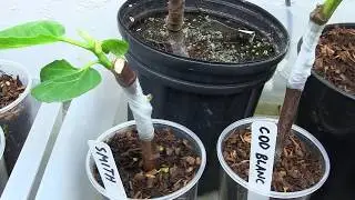 Grafting Fig Trees | Chip Bud Grafting