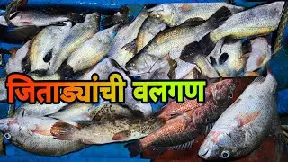 अचानक लागली जिताड्यांची वलगण | आज एकाच पागात आला येखरु आणि तांब | Barramundi | Red Snapper | Grouper