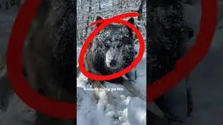 "Wolfdog"