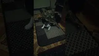 Моя кошка и дубовый веник! 😊😊😊