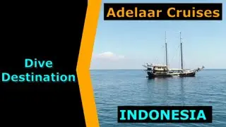 Diving Indonesia, Adelaar Cruises, Destination Spotlight for Scuba.Digital The #1 Online Dive Show