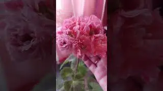 ПРЕИМУЩЕСТВА РОЗЕБУДНЫХ СОРТОВЫХ ПЕЛАРГОНИЙ🌺