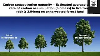 Forest Pest Damage from the Carbon Sequestration Perspective