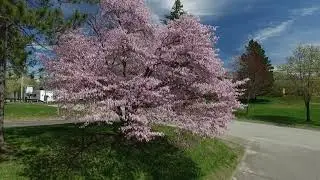 A Gothic Church, Blooming Trees and Family Picture Time