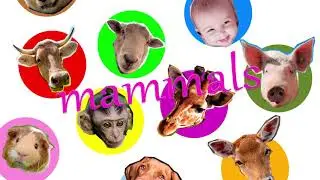 Mammals Song | Mammals have hair