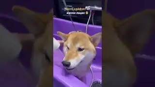 🛁 БАННЫЙ ДЕНЬ У МАРТИ - СТОРИС ЭДИСОН МАЙНКРАФТ 