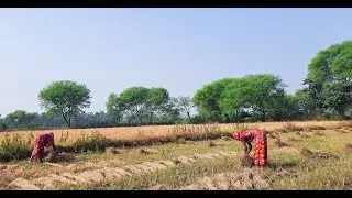 Indian Farmer Village Life | Rice Harvesting in Paddy Field | Bankura Village |