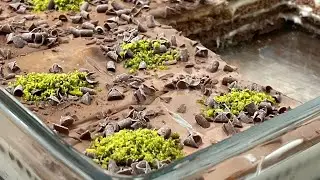 Fırın Yok ‼️ 10 Dakikada Hazırlayabilceğiniz İpek Gibi kremasıyla Bisküvili Yaş Pasta ‼️