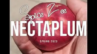 Preparing for Spice Zee Nectaplum Season