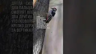 Белоспинный дятел в лесу - 