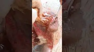 C-Section # Emphysematus Fetus with Ruptured Uterus in goat # Save lives