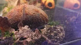 Amazing first spawn for Apistogramma Pandurini #apistogramma