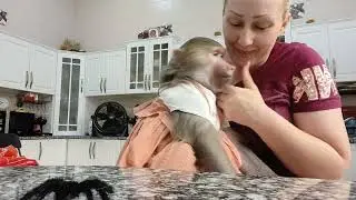 Гамадрилы боятся паучков 🤭