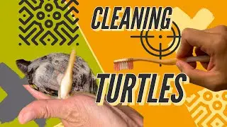 Turtle Cleaning and Bath time to Stay Fresh
