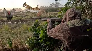 I Never Expected a WILD Bobcat to come this CLOSE!!! {Catch Clean Cook} Wild Turkey Jambalaya