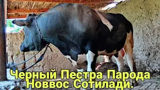 Новвос Сотилди.