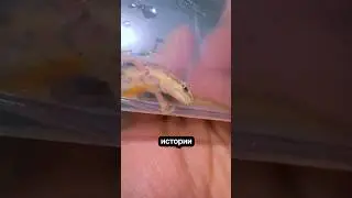 Продолжение Истории Тритона. Хеппи Енд