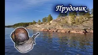 Прудовик. Русская Рыбалка 3.99.