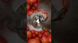 This week's mukbang: monke edition😎#Insta360 #monkey #mukbang #asmr #shorts #fyp #funny #funnyvideo