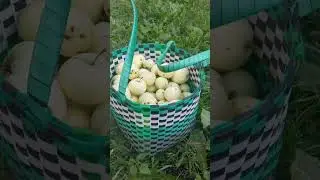 Яблоки и сбор урожая 😋