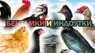ПРОИСШЕСТВИЕ В ХОЗЯЙСТВЕ! Бентамки декоративные! Голландские белохохлые! Куры и Индоутки! 🐔🐓🦆