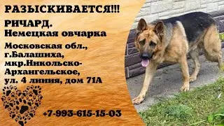 Пропала собака! РИЧАРД. Немецкая овчарка. Московская обл, г.Балашиха, мкр. Никольско-Архангельское