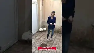 Lady Slaughter chicken