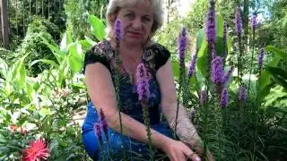 ЛИАТРИС  - ВЫРАЩИВАНИЕ, ПОСАДКА, ЛЕЧЕБНЫЕ СВОЙСТВА