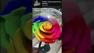 Я уверен, что эти розы ты никогда не видел!!! 🌹🌹🌹 