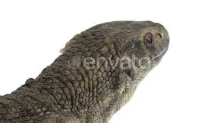 Savannah Monitor Lizard - Varanus Exanthematicus on White Background | Stock Footage - Envato el...