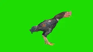 rooster hen chicken green screen video