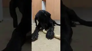 Labrador Puppy Eating Bone AMSR