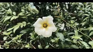 Dark Cinematic video IPhone 14 pro