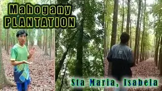 Santa Maria Mahogany Plantation #nature