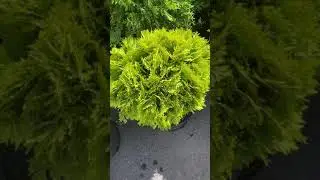 Туя западная Мириам (зкс)