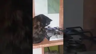 Kucing super 😁😁😁😁 bisa megang api 🔥